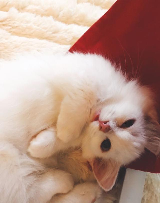 猫咪咳嗽怎么办,猫咪感冒咳嗽打什么针效果好