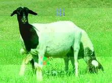 策划案例：好产品卖出高价值？助内蒙古苏尼特羊肉卖出中国最贵羊