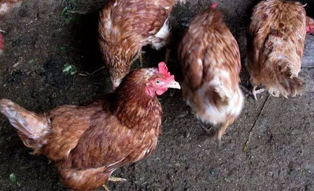 鸡咳嗽甩头呼噜用什么药治疗,鸡感冒呼噜咳嗽喂什么药最好