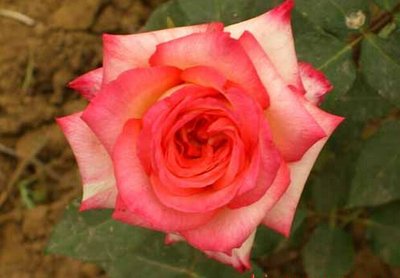 99棵月季,最值得入手的玫瑰月季