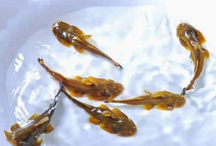 名贵的六种鱼你吃过几种,20种名贵海鱼