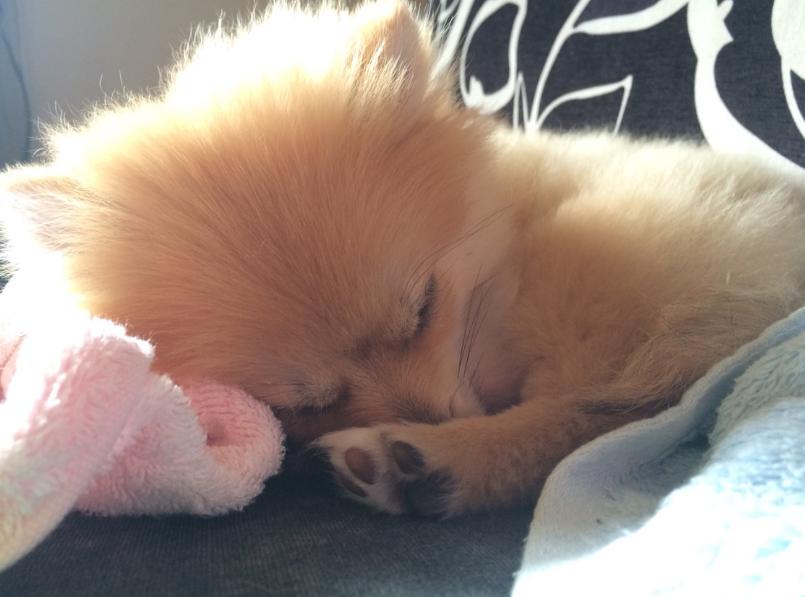 博美犬老了有什么特征,博美犬的特性和特点