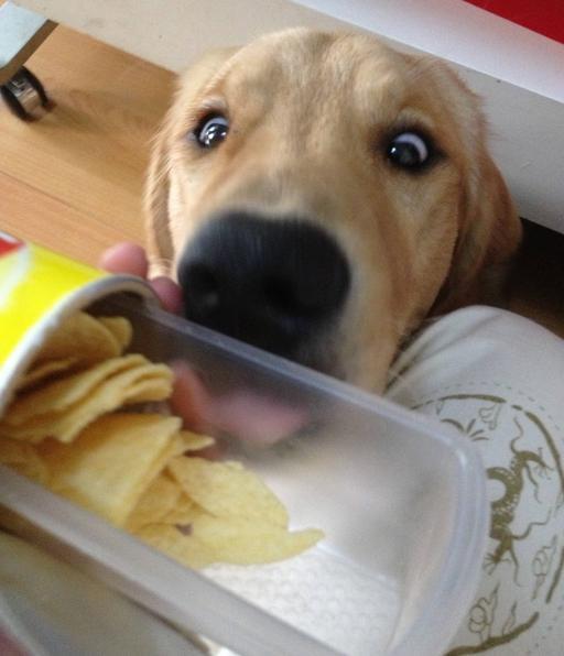 拉布拉多犬为什么不建议养,养拉布拉多犬的利弊分析