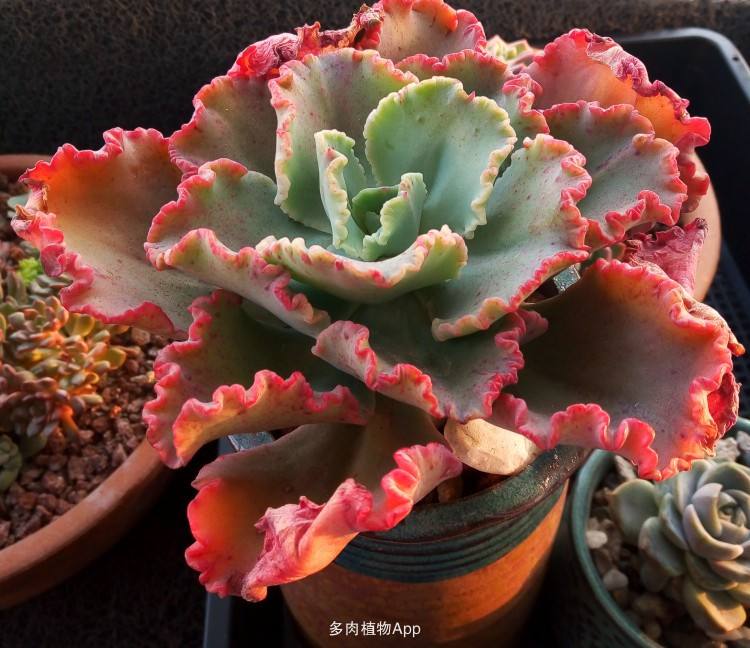 100种常见多肉植物图鉴收藏,1000种多肉植物图鉴及名字