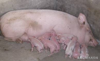 冬季这个病仍然存在，中西医结合治疗母猪产后热