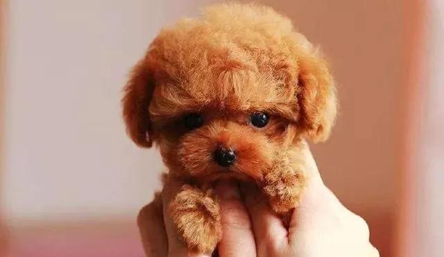 怎样判断泰迪是不是纯种,如何判断泰迪是不是纯种