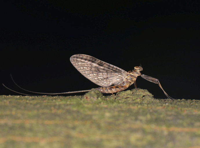 河南邓州惊现飞虫集聚,被传为“涨水蛾”,它们的出现意味什么?