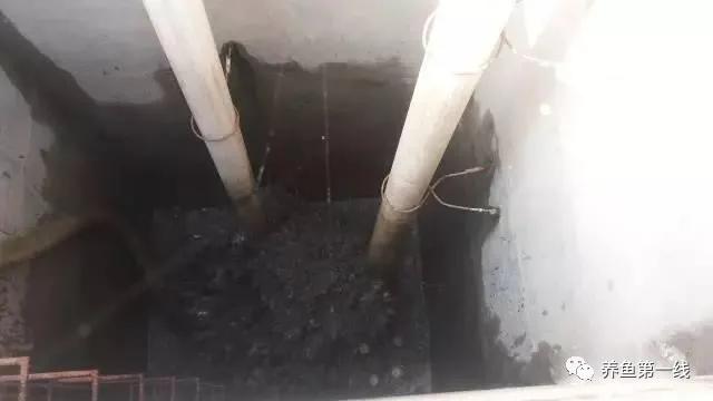 池塘水体净化,池塘净化鱼类