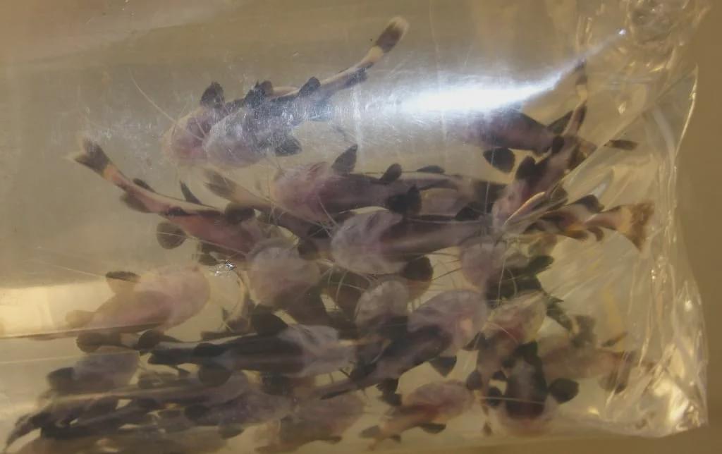 澳洲最新入境新规定官宣,澳洲入境被遣返流程