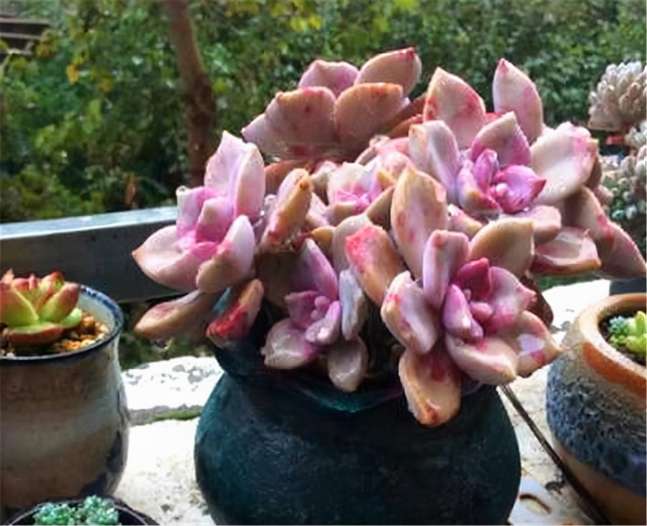 他养多肉10多年,总结出9个易出“高价老桩”的品种,适合新手