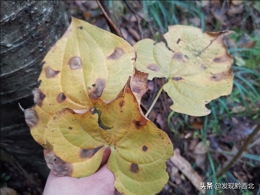 发现黔西北|毕节农村一种叫毛蕉的植物,做成食物很多人没有见过