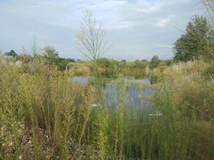 真正的江油附子,江油附子的功效