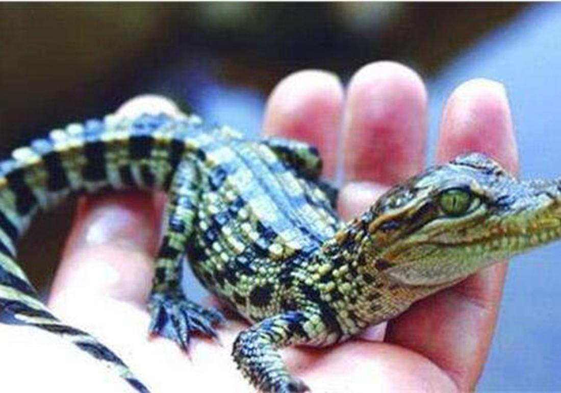 鳄鱼要怎么养殖才不犯法,鳄鱼养殖要怎么防护自身安全