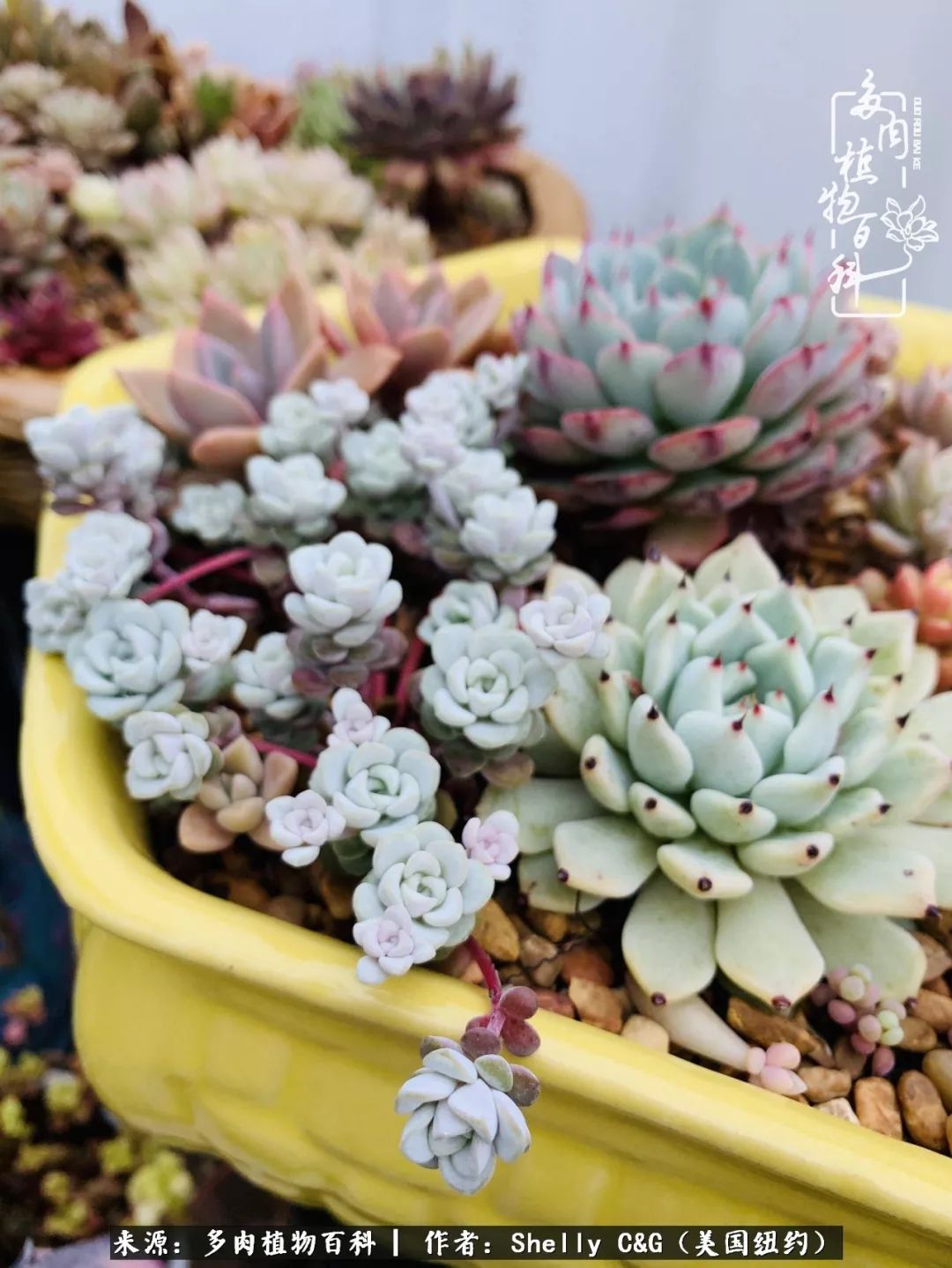 美国纽约有多少华裔人,美国纽约有多少个华人