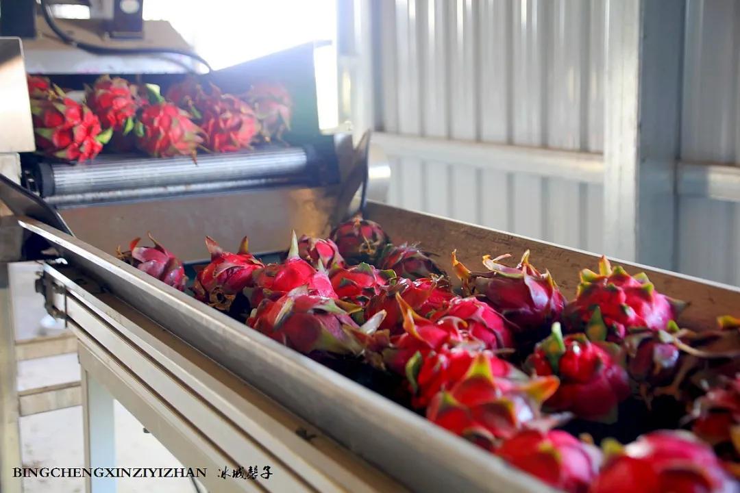 附近的火龙果采摘园海南,海南火龙果采摘