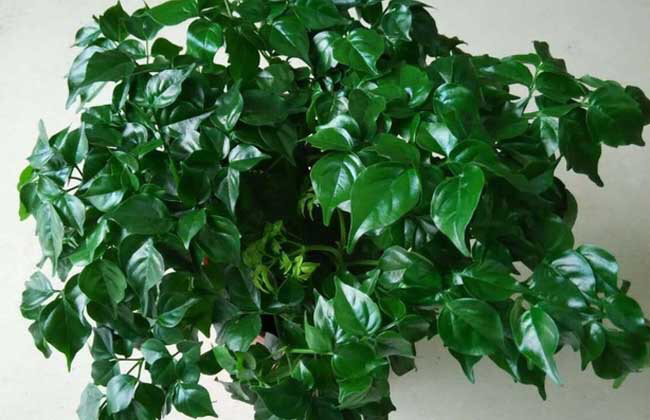 家中摆放绿植有学问，注意“5点”，漂亮长势好，净化空气又旺宅