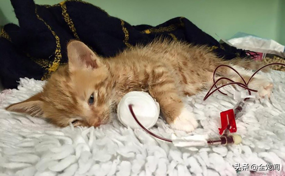 猫狗捐血,猫狗输液的基本常识