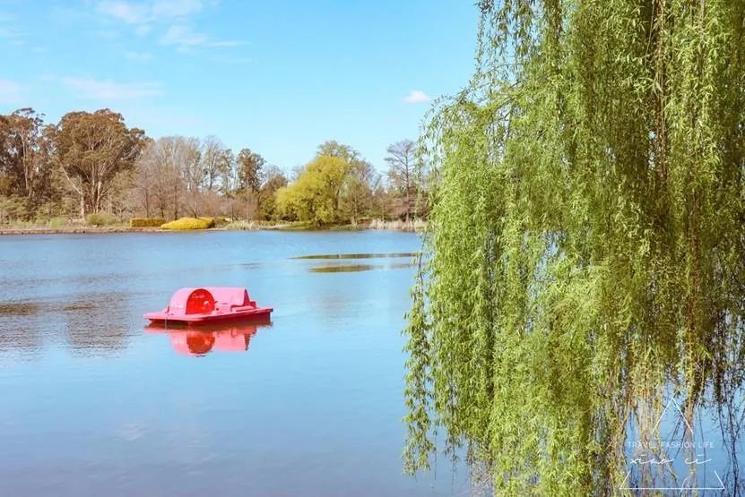 澳洲|春意堪培拉,看袋鼠、品酒、赏花、住进动物的家