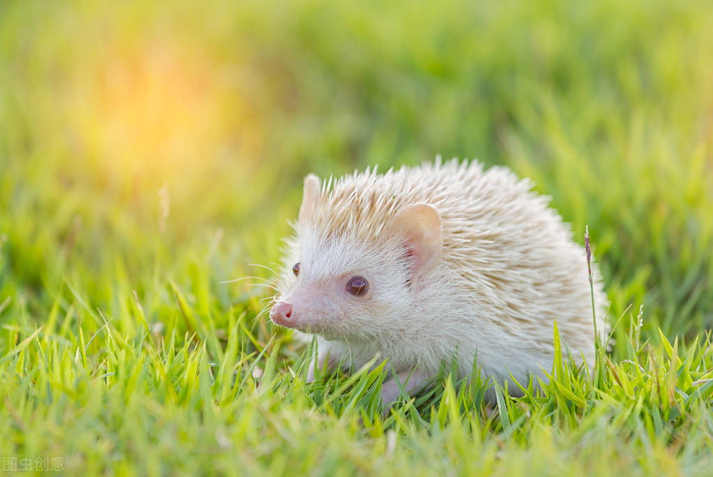 养刺猬期间遇到的问题,刺猬为什么不建议养