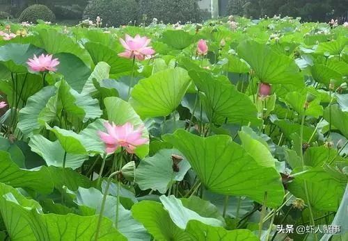 小龙虾如何养殖才能挣钱,小龙虾养殖场前景与技术