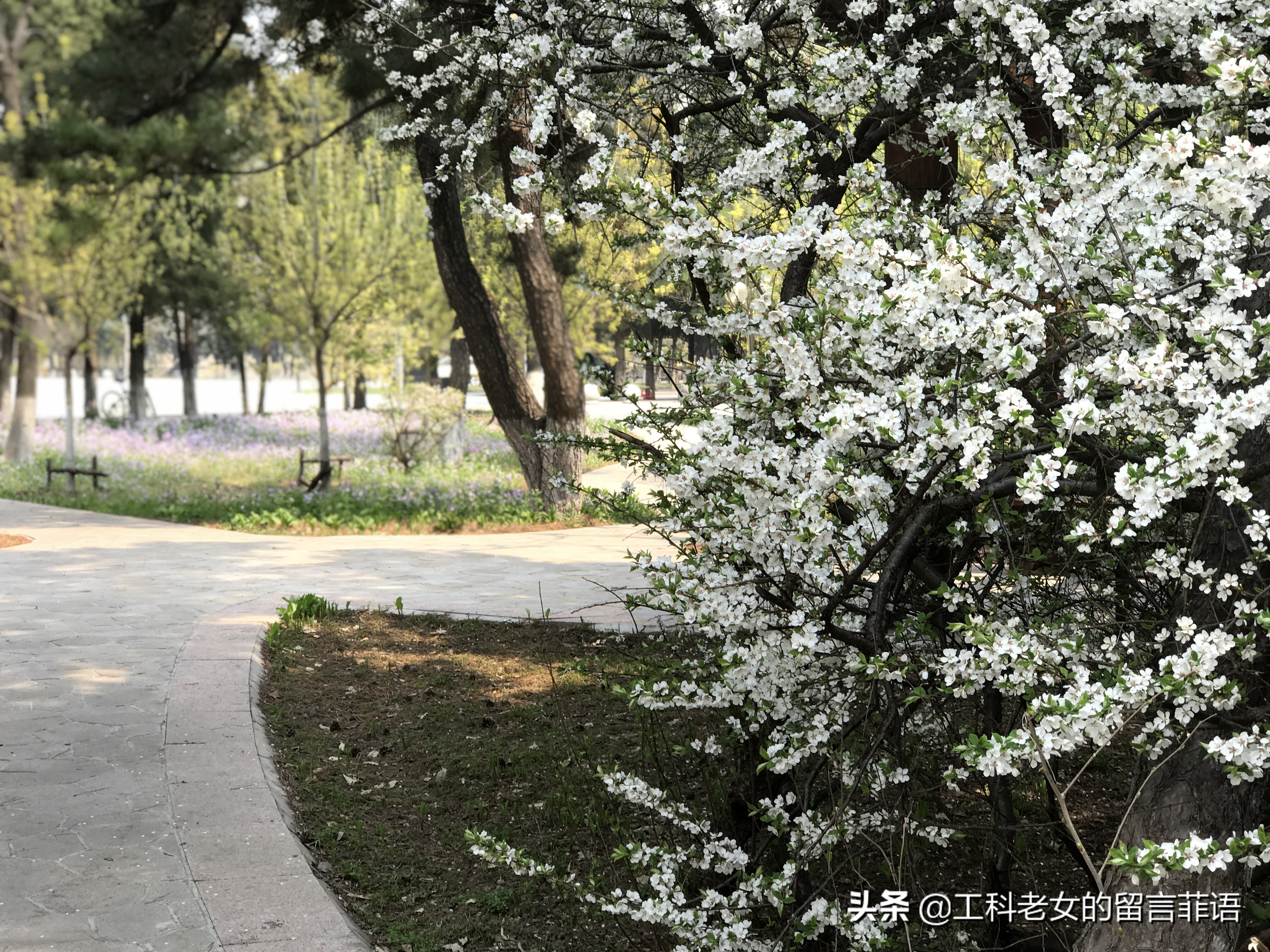 带你领略自然美,带你领略春天独有的浪漫