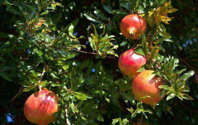 石榴连籽一起吃对人有什么好处,石榴有什么作用和好处