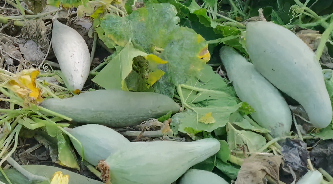 大面积种南瓜如何整枝打杈留瓜,地爬贝贝南瓜双蔓整枝怎么留瓜