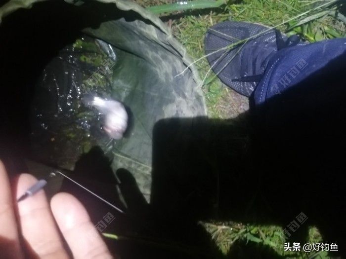 丁香红糖红枣酒,丁香酒钓鲫鱼真实效果