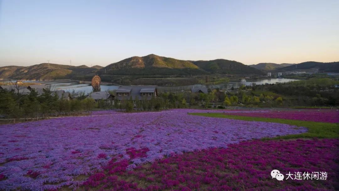 大连附近哪里有花海,大连一片花海