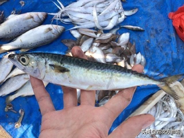 鲱鱼原汁原味,最好吃的鲱鱼