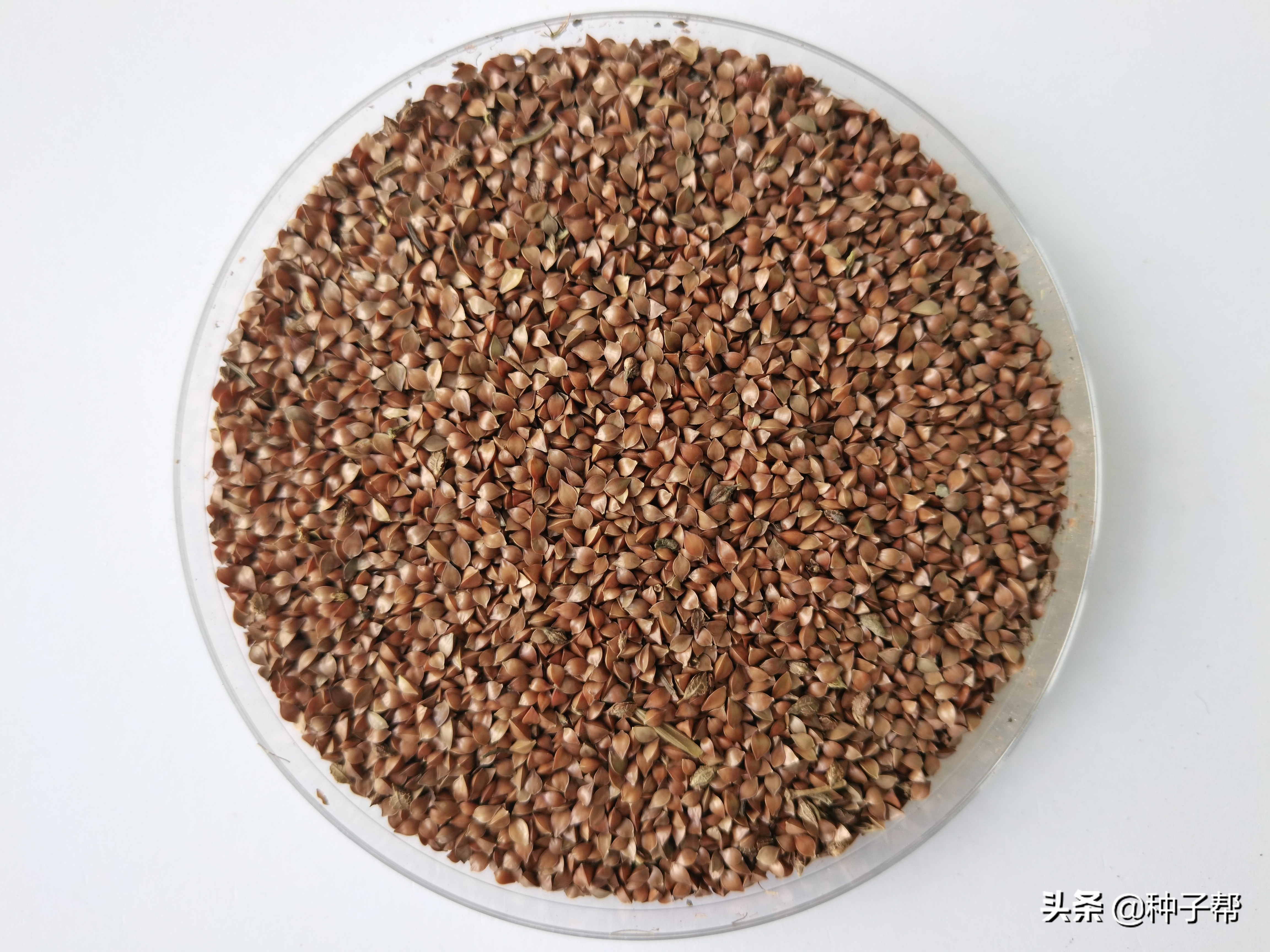 揭秘俄菜假种子,原繁殖种根,市面上假种子是菊苣、鲁梅克斯代替