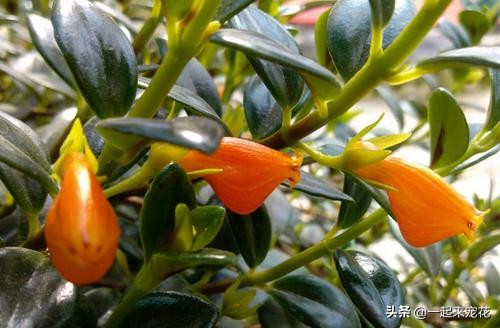 金鱼吊兰怎么养才能长得更茂盛,金鱼吊兰怎样养才能养得更茂盛