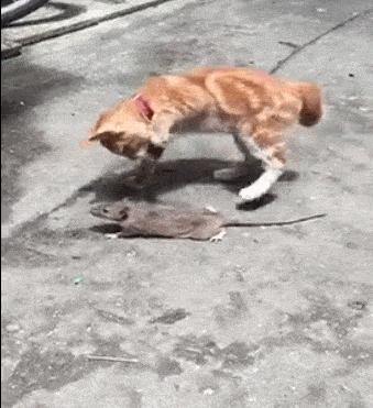 猫抓到老鼠不吃是什么原因,为什么猫抓到老鼠不立刻吃掉呢