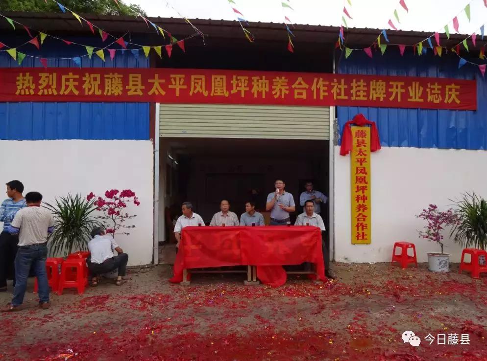 魅力凤凰烟花,魅力凤凰山