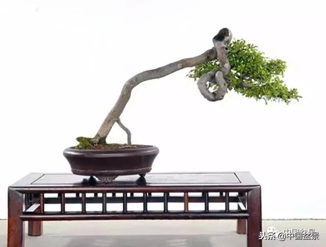 盆景不具有收藏价值,盆景不能有功利心