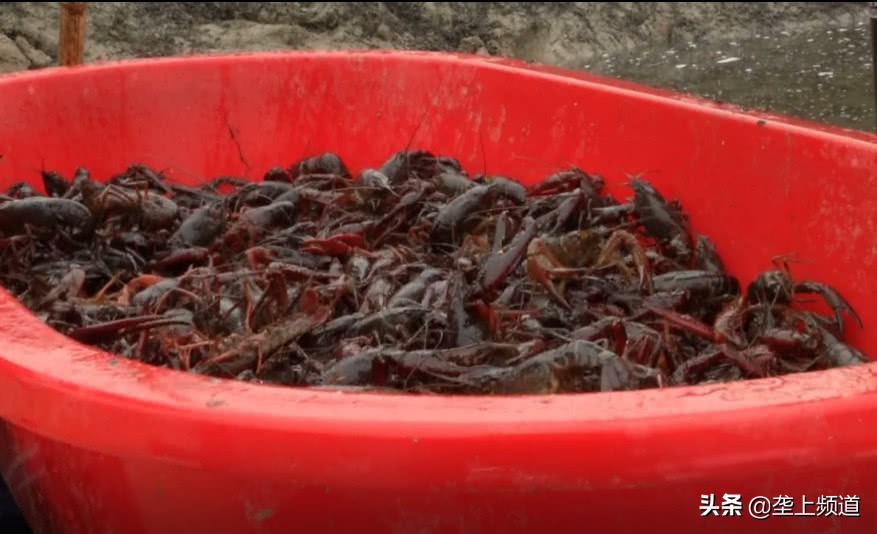 小龙虾如何暂养死亡率低,小龙虾不打洞能养殖