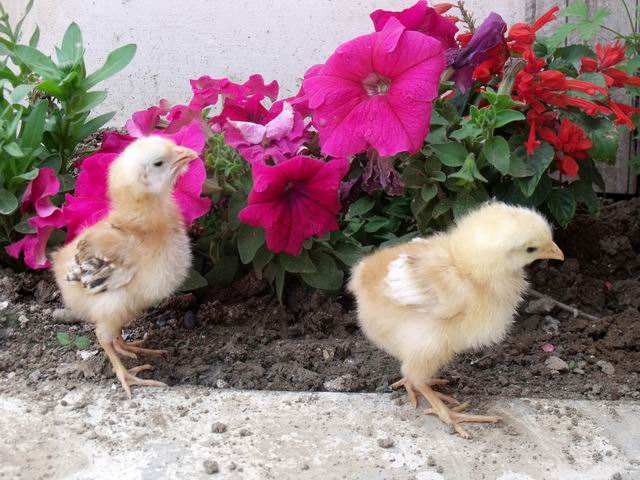 几月份母鸡孵化的雏鸡最容易成活,孵化小鸡没有雏鸡营养液怎么办