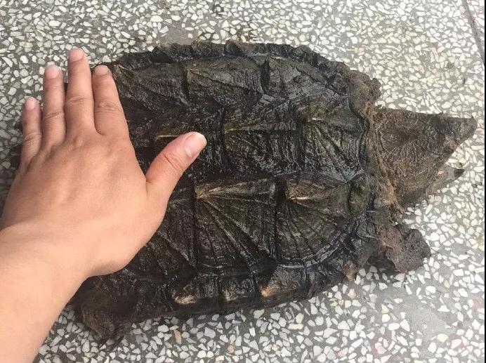 还没看《神奇动物在哪里》?没关系,你错过的神奇动物都在这里