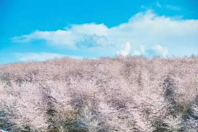 世界最大的樱花园,世界最大的樱花园在贵州吗