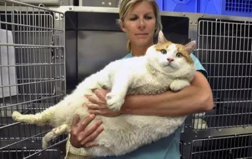 猫咪怎样才会放下戒备,猫咪应该怎样抱才不会乱跑