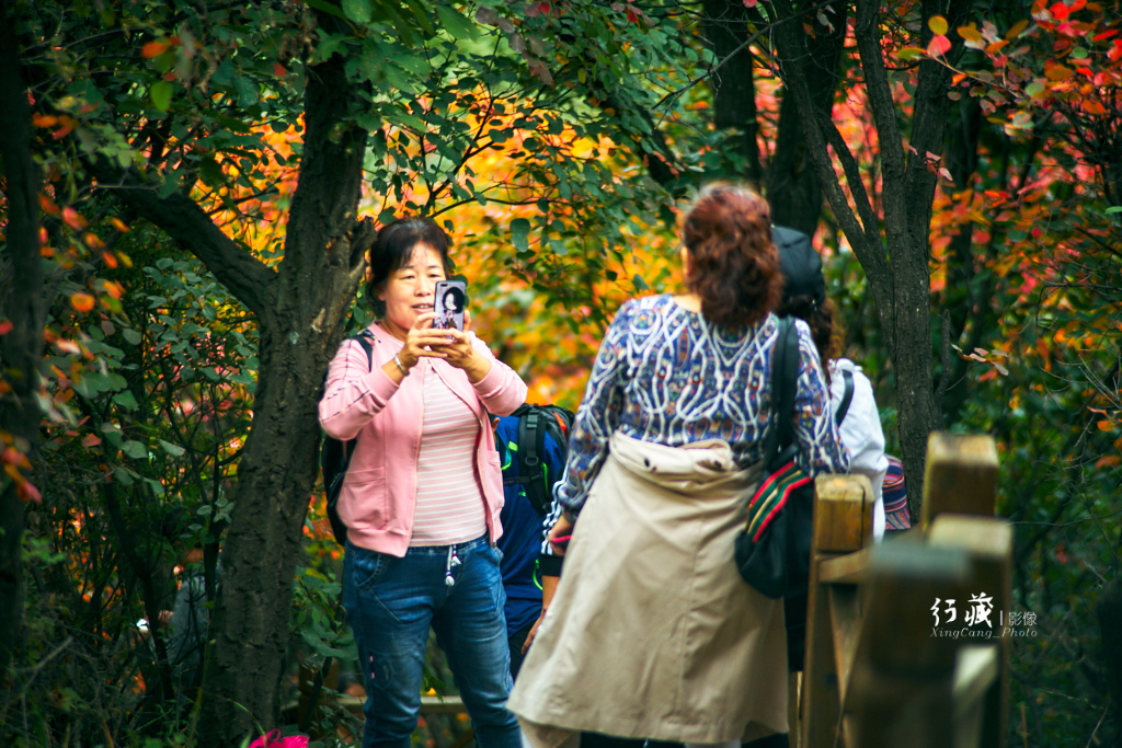 红了红了！在甘山的片片红叶中首波感受绚烂的秋天