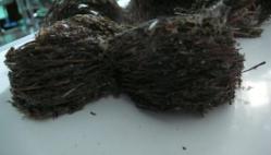 燕窝真假鉴别最简单方法,燕窝鉴别方法怎样辨别优质燕窝