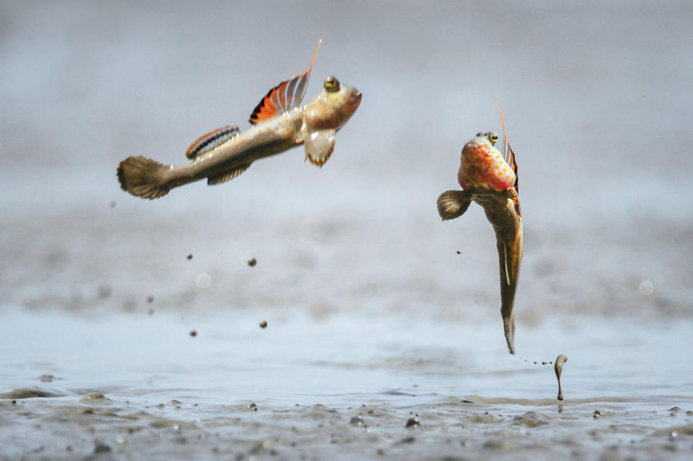 越来越稀奇的淡水鱼,最色彩多姿的淡水鱼