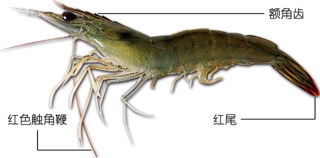 虾说,这是一篇让你不仅会吃,还会认……一文解决“虾”认识