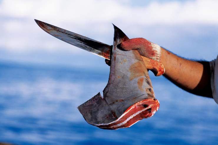 鲸落生万物为什么没有鲨鱼,鲸落为什么突然变成鲨鱼坠落了