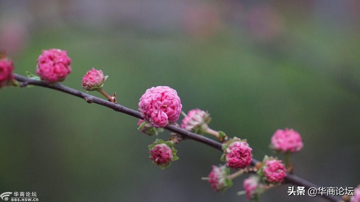 疫情下的城市生活纪录片,西安疫情每天新增记录图