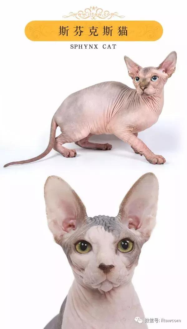 搜猫咪各种图片,世界猫咪图录