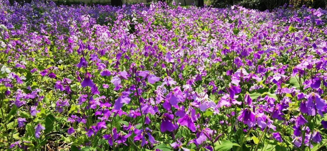 济南3月免费赏花攻略,花都开了济南周边赏花攻略收好