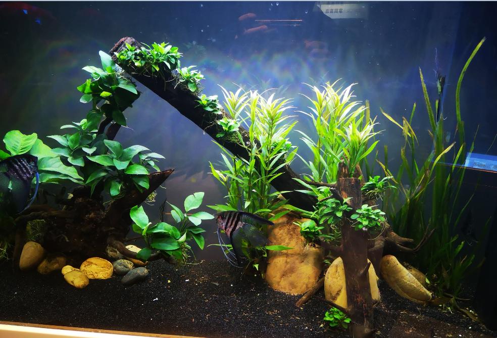 鱼缸假花草不伤鱼,植物放在鱼缸里真的对鱼有用吗