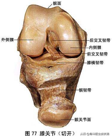 抖音推荐治疗膝关节的药是真的吗,膝关节锻炼之磨鹰爪